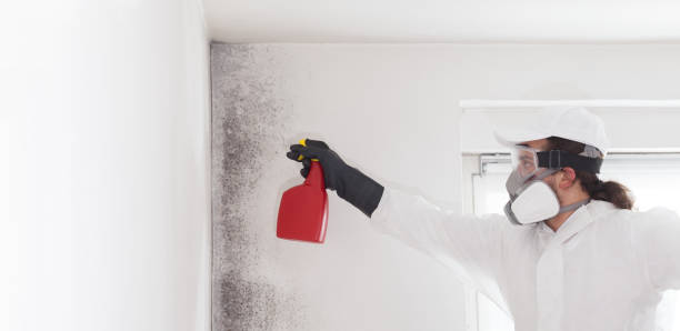 Attic Mold Removal in Lyndon, KY