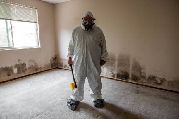 Best Attic Mold Removal  in Lyndon, KY